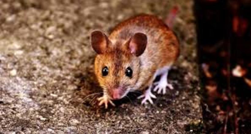 Самотність робить мишей більш агресивними