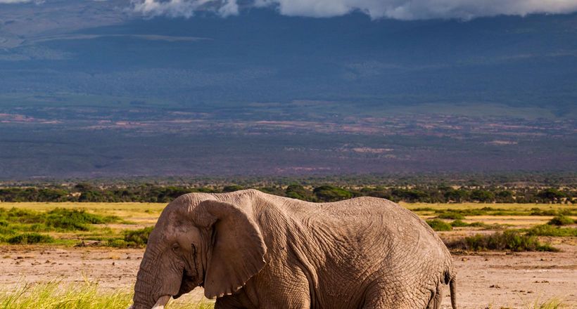 8-річна школярка з США підкорив Кіліманджаро