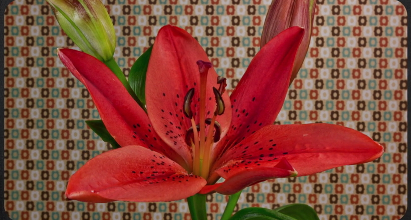 Чарівне відео: як розпускаються різні квіти
