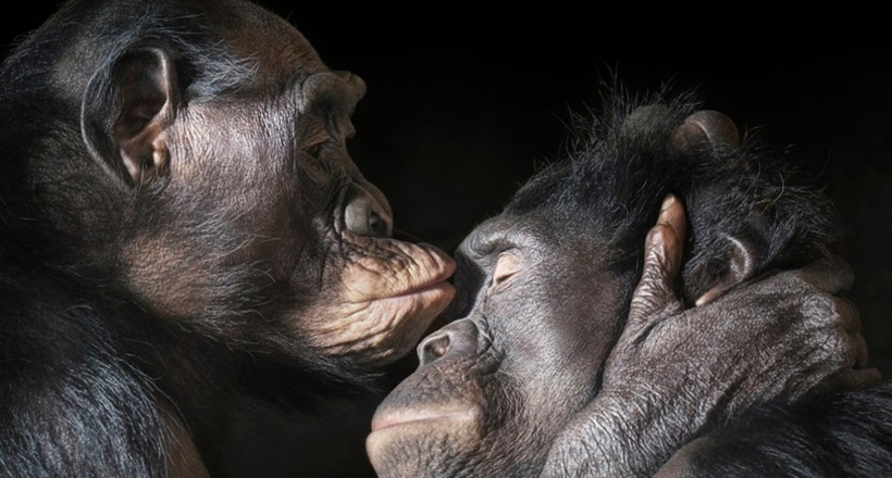 13 шедевральных знімків диких тварин від геніального Тіма Флэча 
