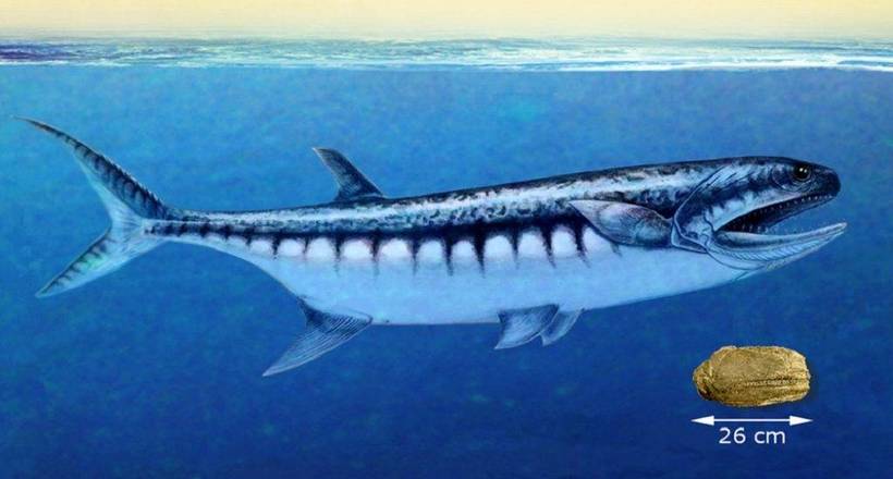 Яка риба стала головним хижаком після масового вимирання 250 мільйонів років тому