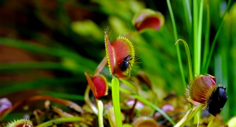 Нерухомі маленькі мисливці: як рослини-хижаки поїдають комах