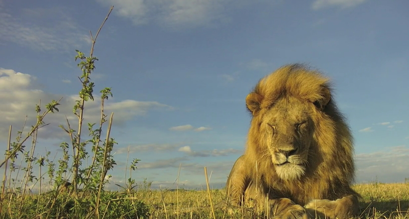 Фотографу вдалося підібратися до левів максимально близько і зняти дивовижні кадри