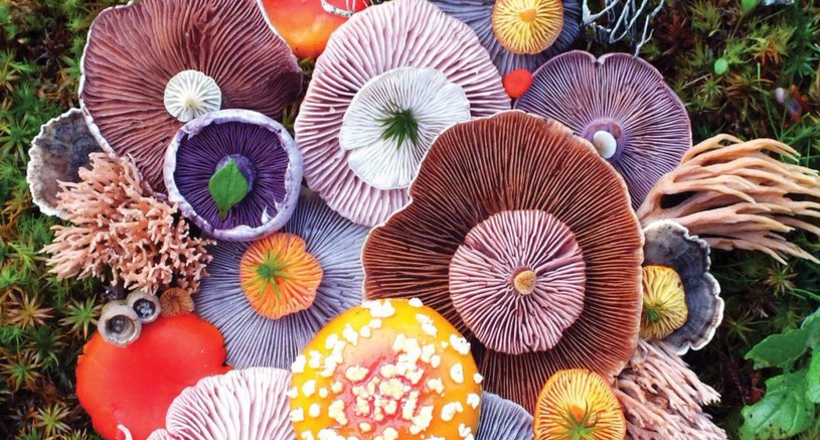 10 незрівнянних фото, що демонструють чарівну красу грибів