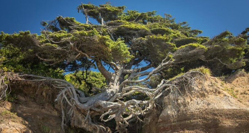 10 дивовижних дерев з усього світу, які хочуть жити всупереч усьому 