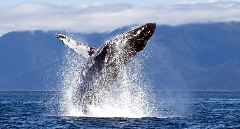 У мережі з'явилося відео, як до групи відпочиваючих впритул підплив величезний кит