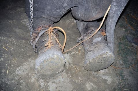 Індійський слон Раджу після 50 років рабства