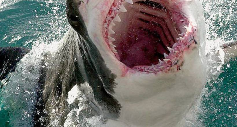 Біла акула показала свої зуби, що змушує боятися її ще більше