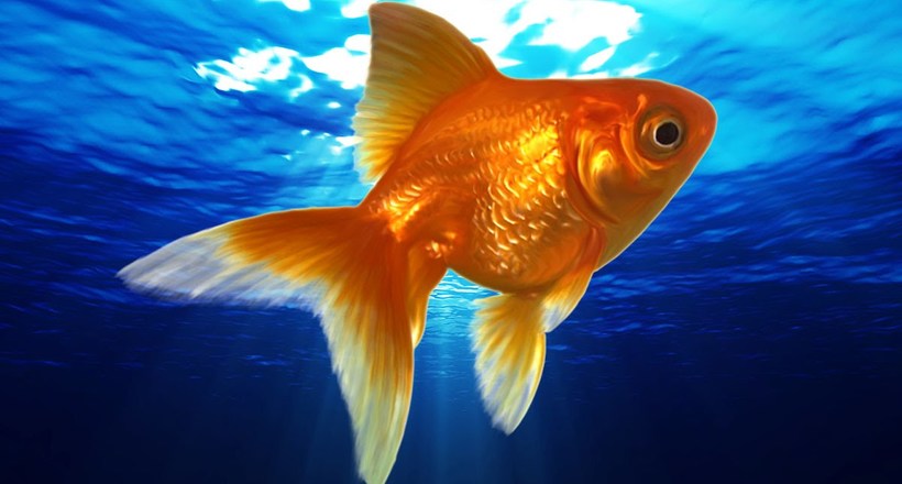 Як золоті рибки «зігріваються» спиртом для виживання в холодну пору року