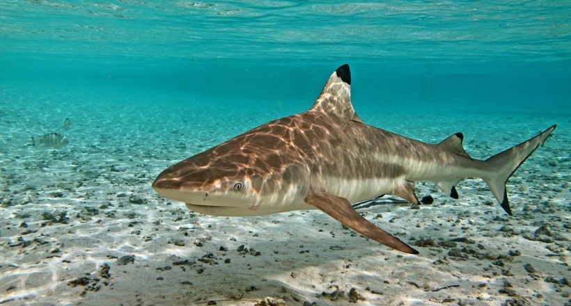 Туриста, який займався серфінгом на Пхукеті, вкусив за п'яту акула