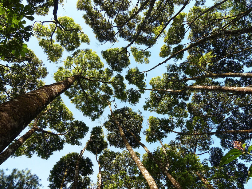 10 цікавих прикладів «соромливих крон» — феномена дерев, уникають контакту 