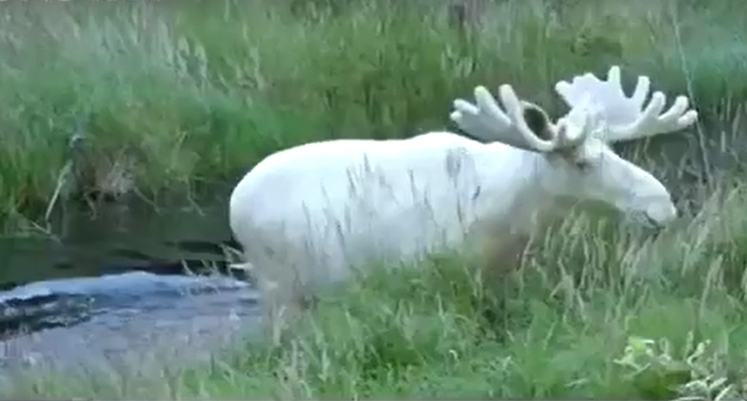 У Швеції зняли чудового рідкісного лося, буквально сяючого білизною