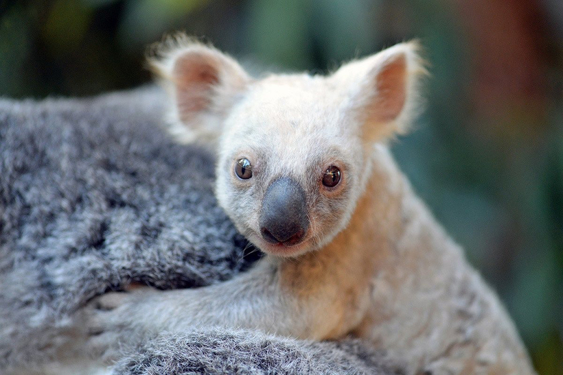 В австралійському зоопарку народилася коала-блондинка