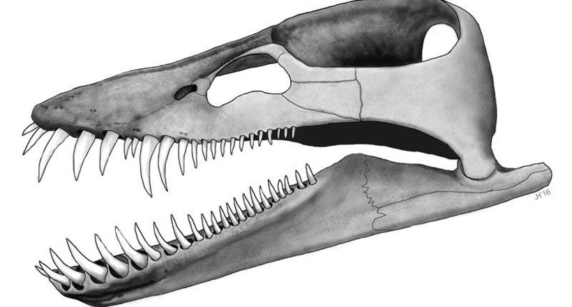 Навіщо плезиозавру з Німеччини «зуби назовні»