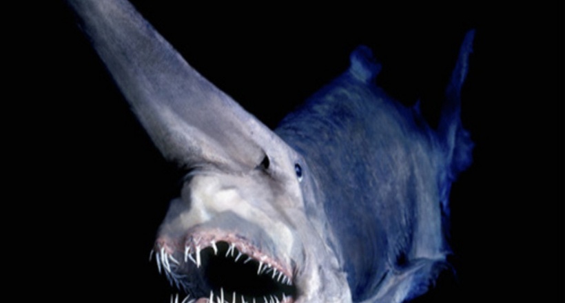 Найстрашніша акула в природі, з якої перед сном краще не знайомитися