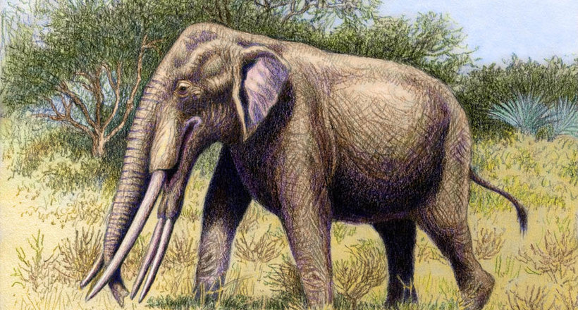 Стародавній слон був у півтора рази більше нинішніх родичів