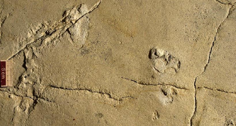 Людиноподібні сліди, знайдені на Криті, можуть перевернути теорію еволюції