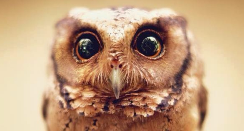 10 дивовижних портретів про гіпнотизує красі сов