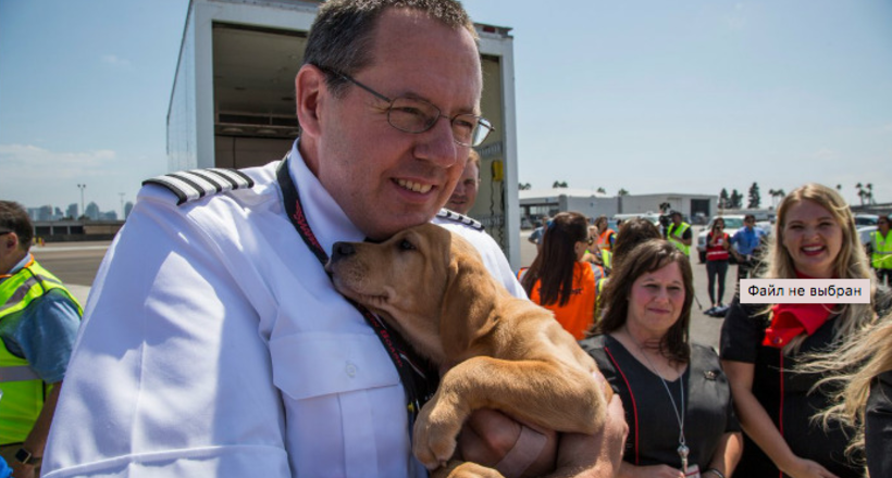 Компанія Southwest надала літак домашнім тваринам, осиротілим через «Харві»