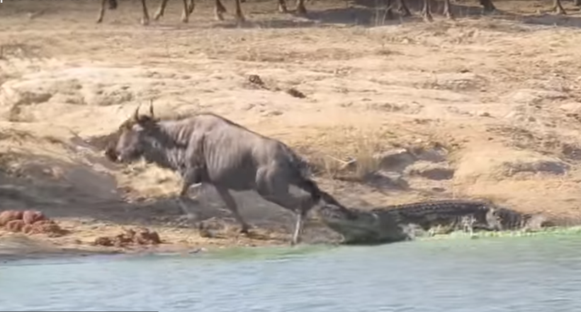 Бегемоти врятували антилопі життя, витягнувши її з пащі крокодила