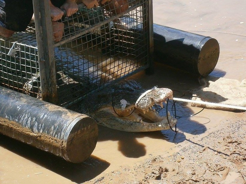 Як ловлять крокодилів в Австралії