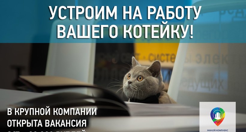 У Нижньому Новгороді відкрили вакансію для кота з зарплатою у 20 тисяч рублів