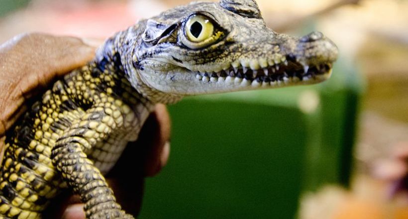 Зуби «доісторичних птахів» могли належати дитинчатам крокодилів