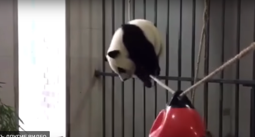 Маленьку панду намагаються навчити ходити по канату