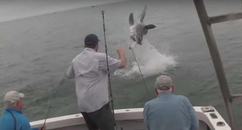 Акула в останній момент вистрибнула з води і залишила рибалкам від улову одну голову