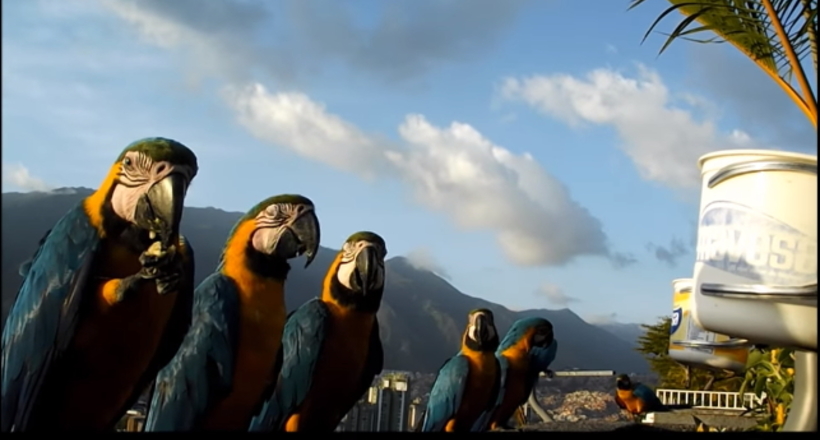 Замість голубів в Венесуелі чудові доброзичливі синьо-жовті папуги