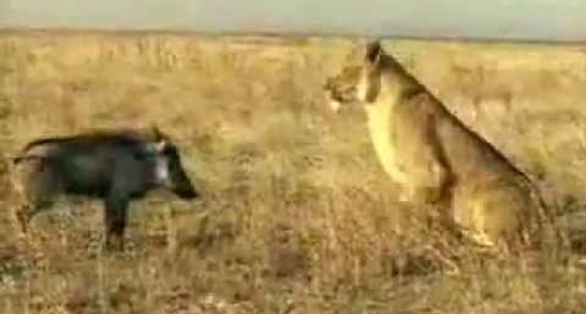 Маленький кабанчик відважно нападає на здивовану левицю 