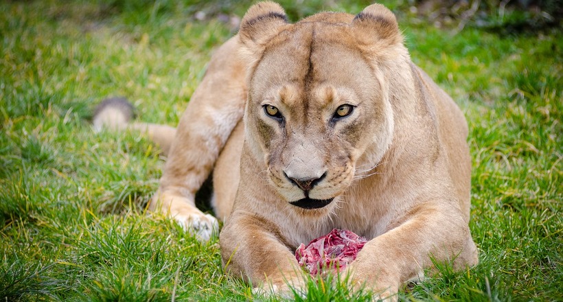 Як в неволі навчити грізних левів полювати