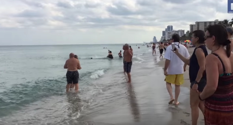 У Флориді люди кинулися вибігати з води, коли в парі метрів від себе побачили акулу