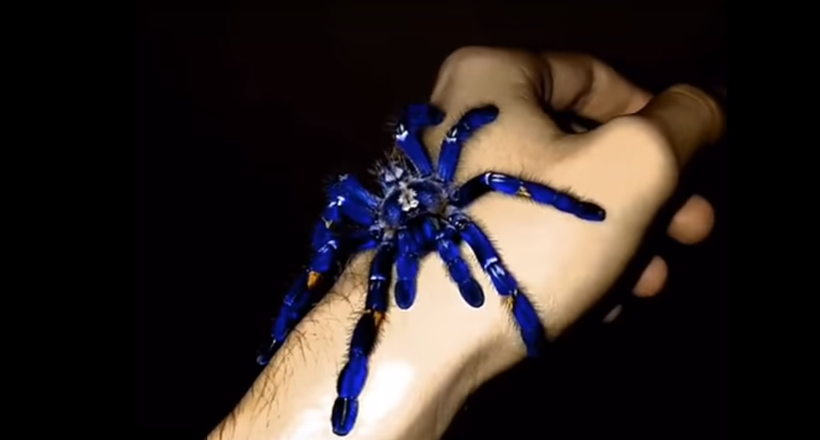 Тварин синього кольору не існує, але павуки доводять зворотне