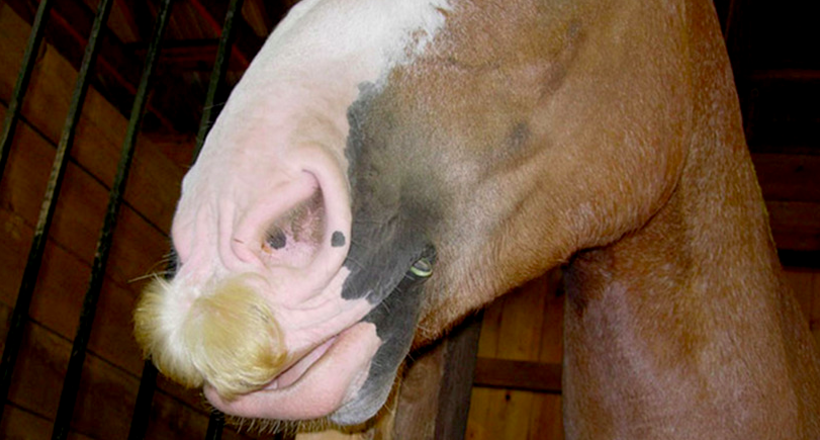 Якщо стало сумно, просто згадайте, що у коней можуть рости вуса