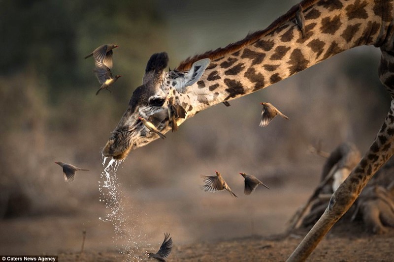Власниця сафарі-парку сфотографувала, як чхає жираф
