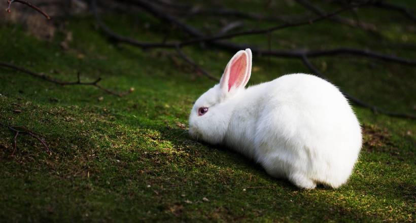 Подорожує зайцем: білий кролик був помічений в громадському транспорті Лондона
