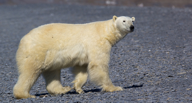 Туристи стали свідками унікальної трапези сотні білих ведмедів