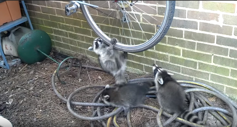 Смішні єноти знайшли для себе краща розвага — катання на велосипеді