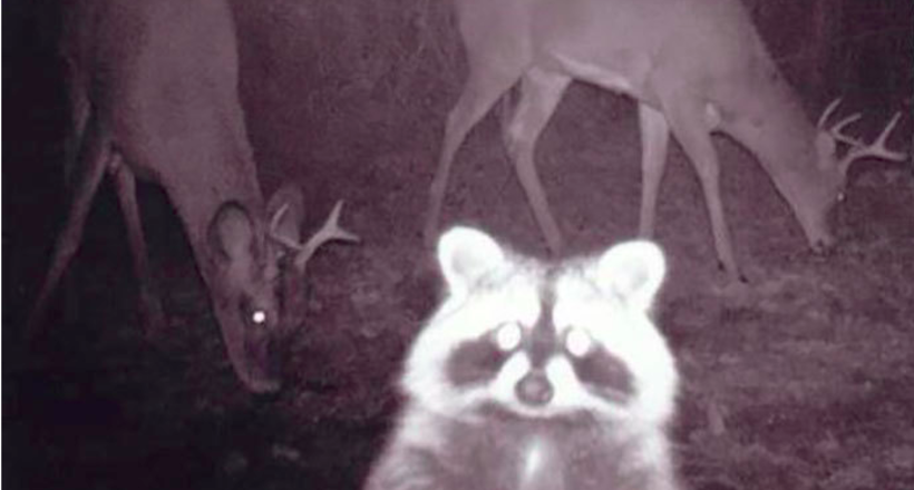 10 кадрів зі прихованих камер про те, чим займаються дикі тварини, коли ніхто не бачить