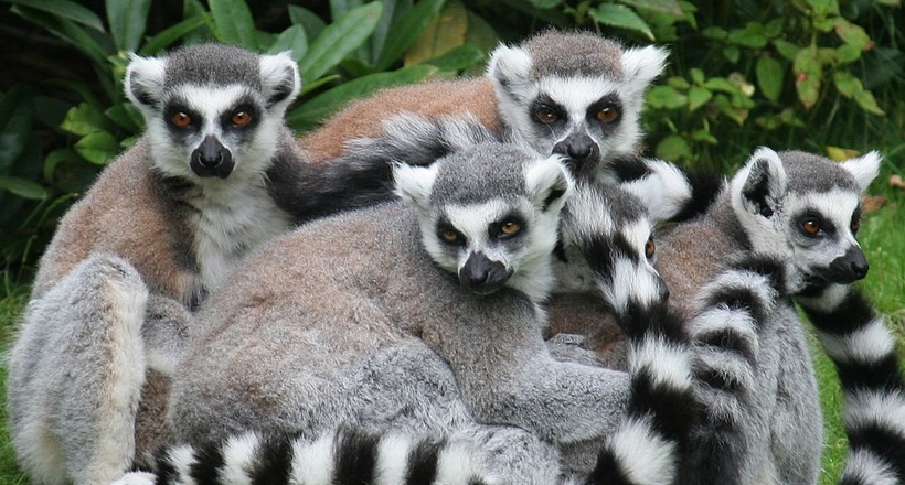 Навіть на тропічному Мадагаскарі є звірі, які впадають в сплячку