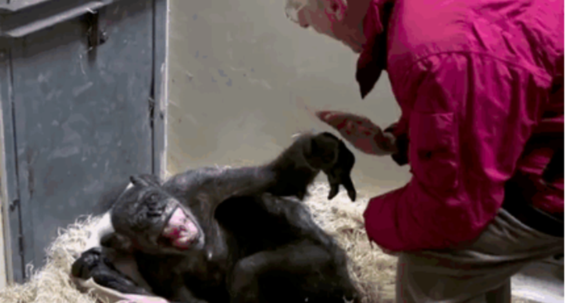 Неймовірна реакція вмираючої шимпанзе на голос старого знайомого