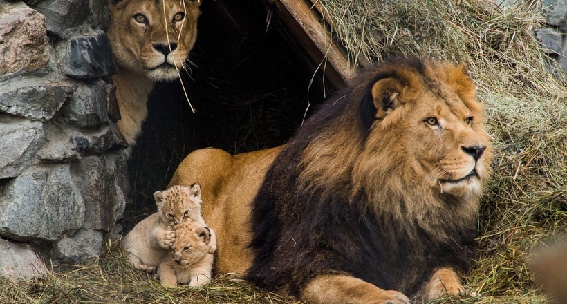 У Сибіру виявлені нащадки вимерлих африканських капських львів