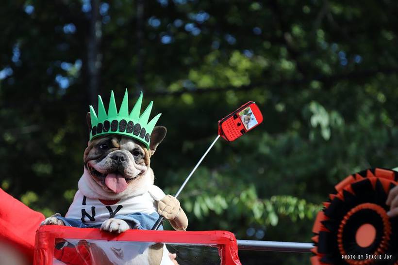 Саме миле захід осені: парад собак на честь Хеллоуїна 