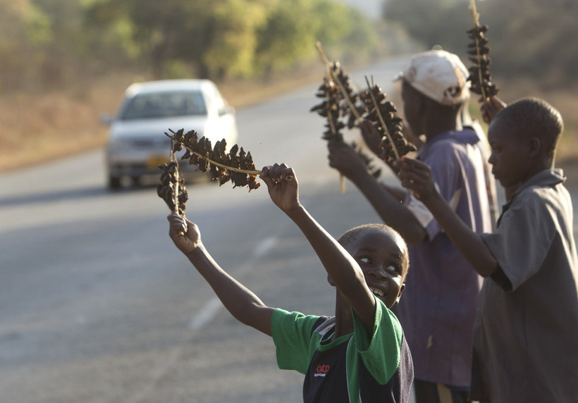 Діти ловлять і смажать мишей — самий популярний бізнес у Зімбабве