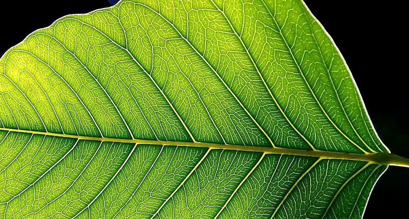 Штучні рослини зможуть виробляти справжній кисень