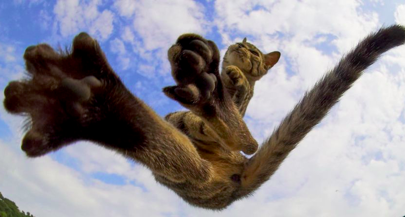 Японський фотограф знімає кішок, які займаються бойовими мистецтвами 