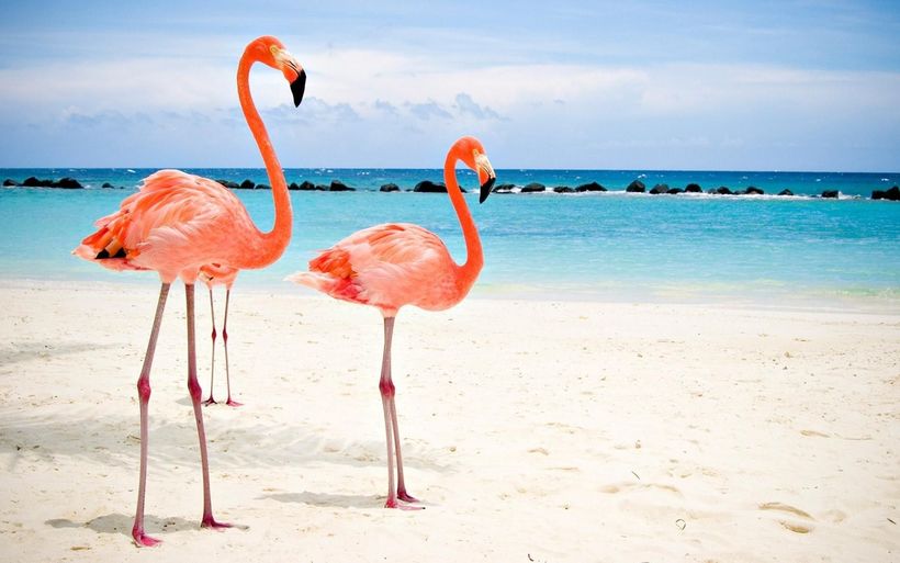 14 пляжів, де мандрівників чекають неймовірні зустрічі з тваринами