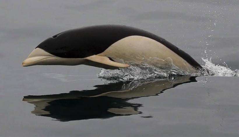 Приголомшливі китовидные дельфіни, які ніби літають над водою