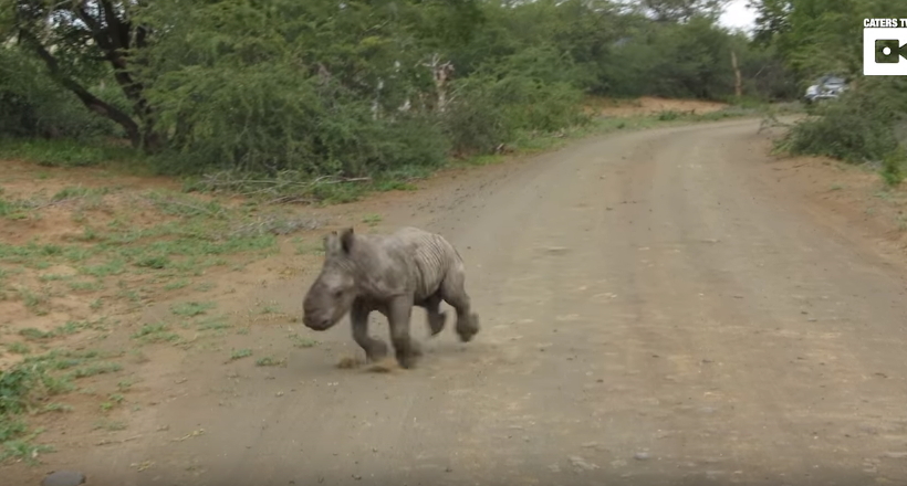 Чудовий малюк носорога з усіх сил намагається налякати туристів, а вони лише сміються